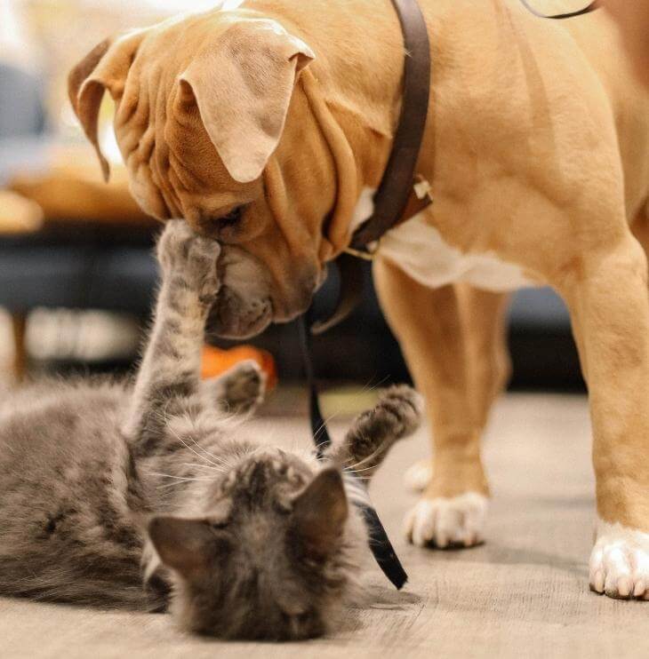 dog and cat playing with each other
