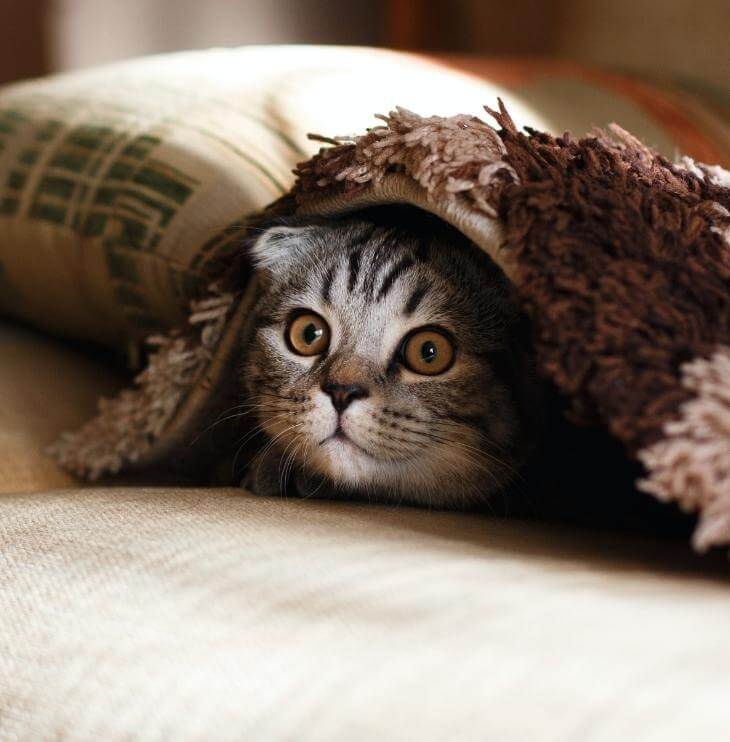 cat laying under blanket