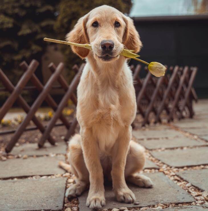 dog holding flower in mouth