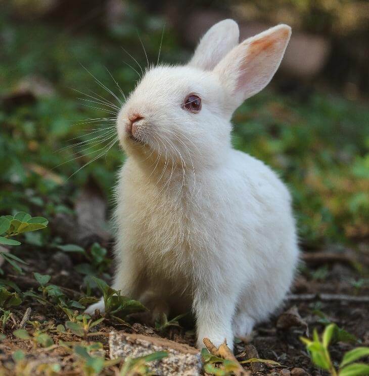 bunny standing on dirt