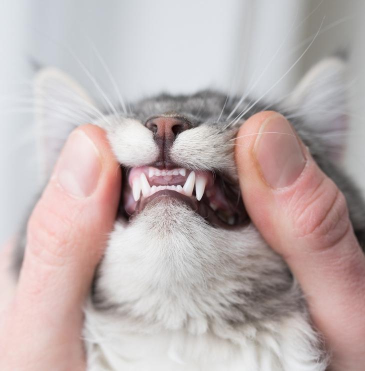 person showing cats teeth