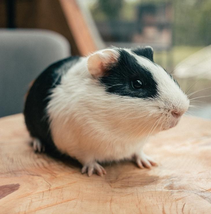 guinea pig standing on a table