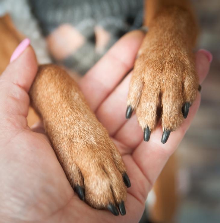 dog resting paw on hands
