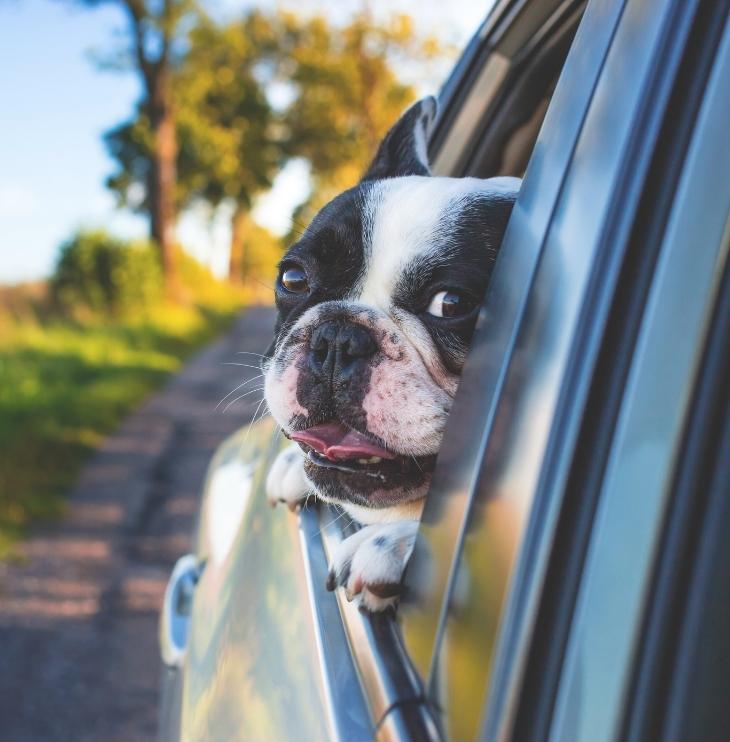 dog sticking head out car window