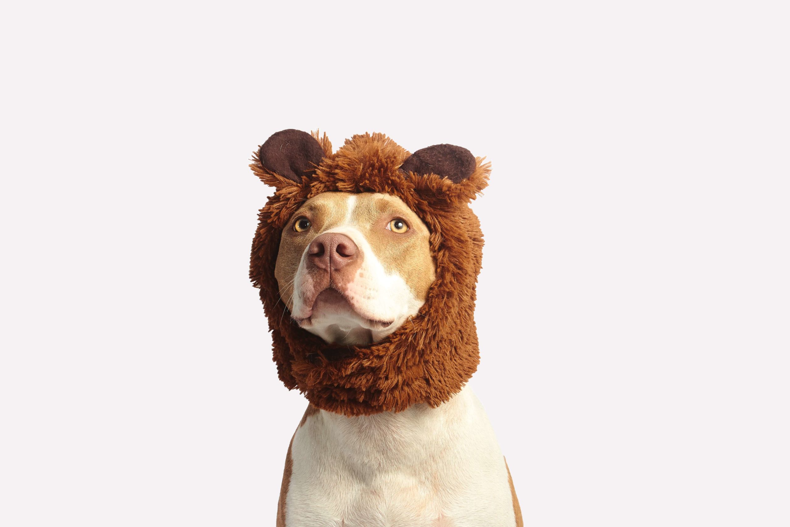 pitbull wearing a bear hat