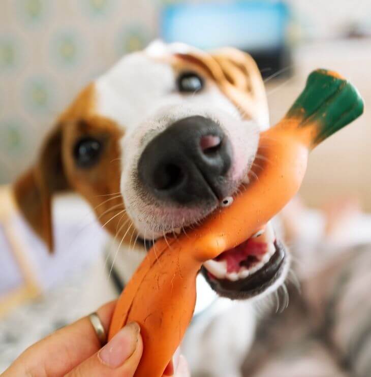 dog playing with a carrot toy