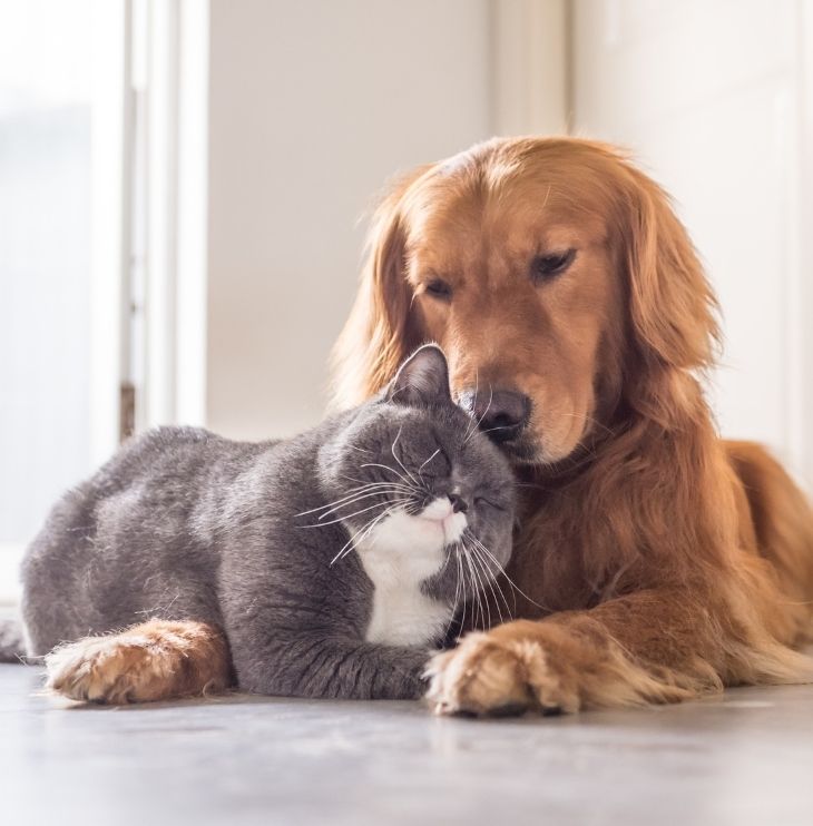 dog and cat cuddles