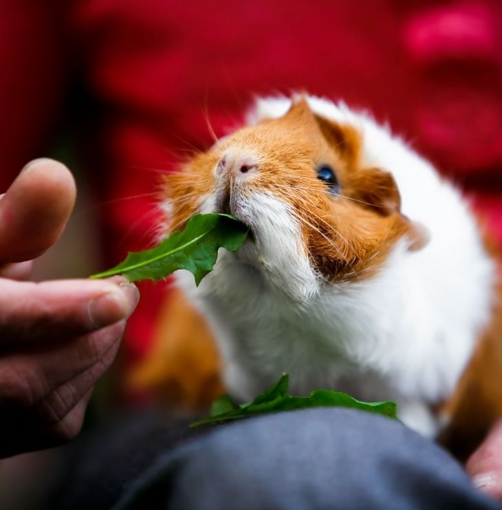 guinea pig eating