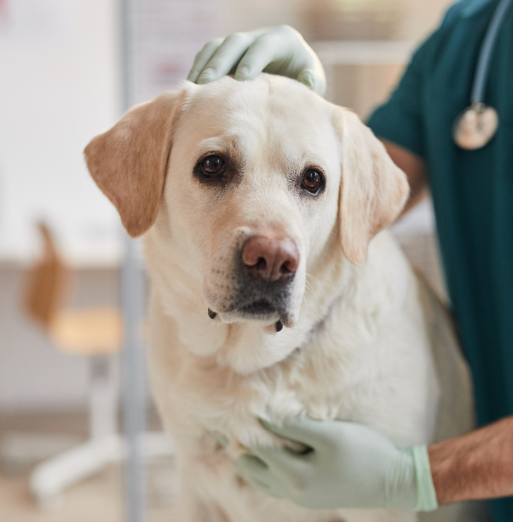 Pet Hospitalization dog resting paw on hands